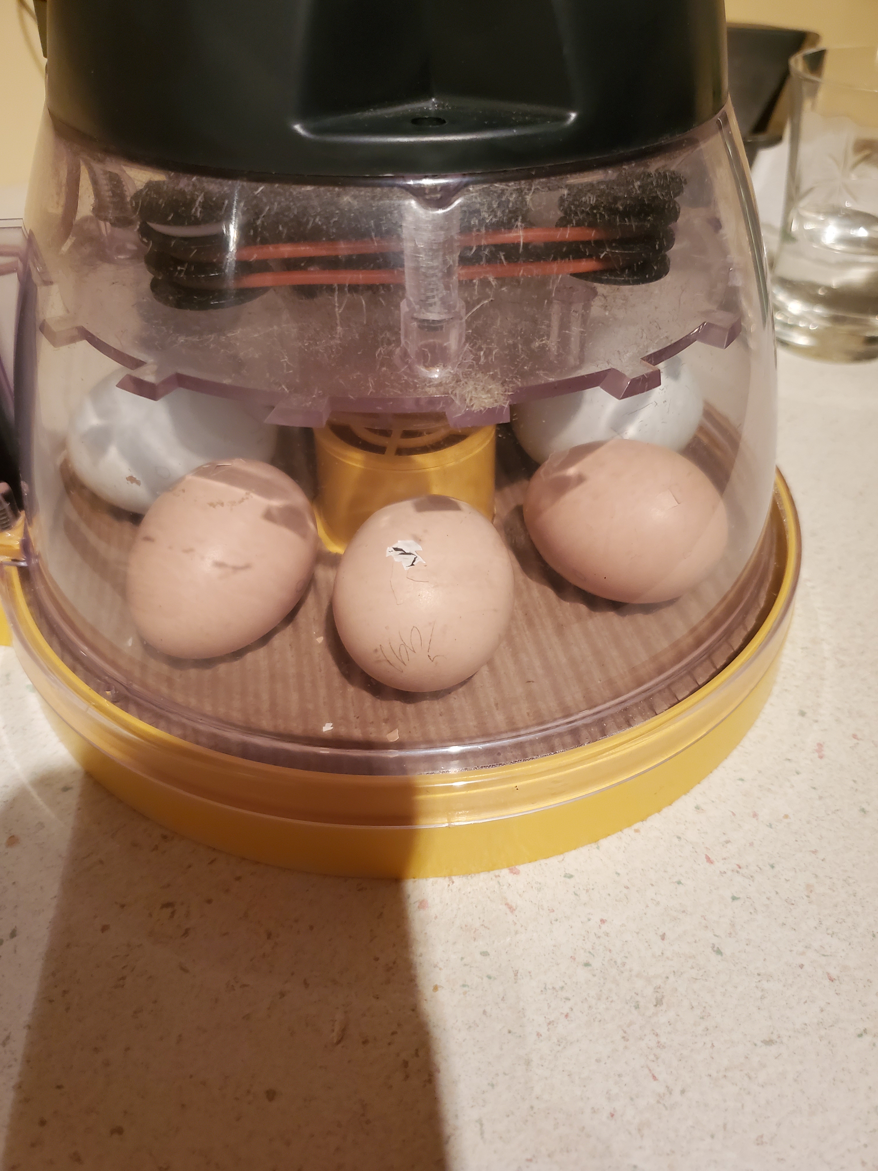 The first egg pipped